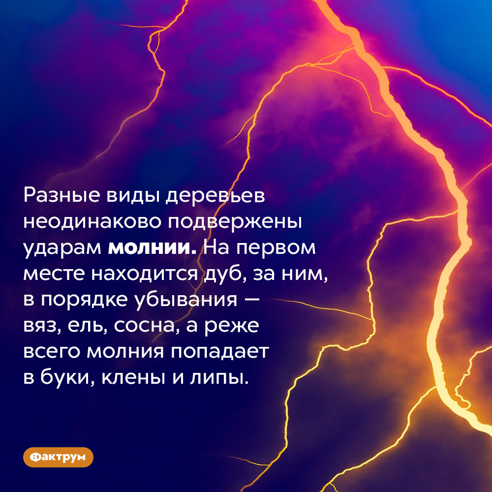 Молния бьет с разной частотой в разные деревья. Разные виды деревьев неодинаково подвержены ударам молнии. На первом месте находится дуб, за ним, в порядке убывания — вяз, ель, сосна, а реже всего молния попадает в буки, клены и липы.