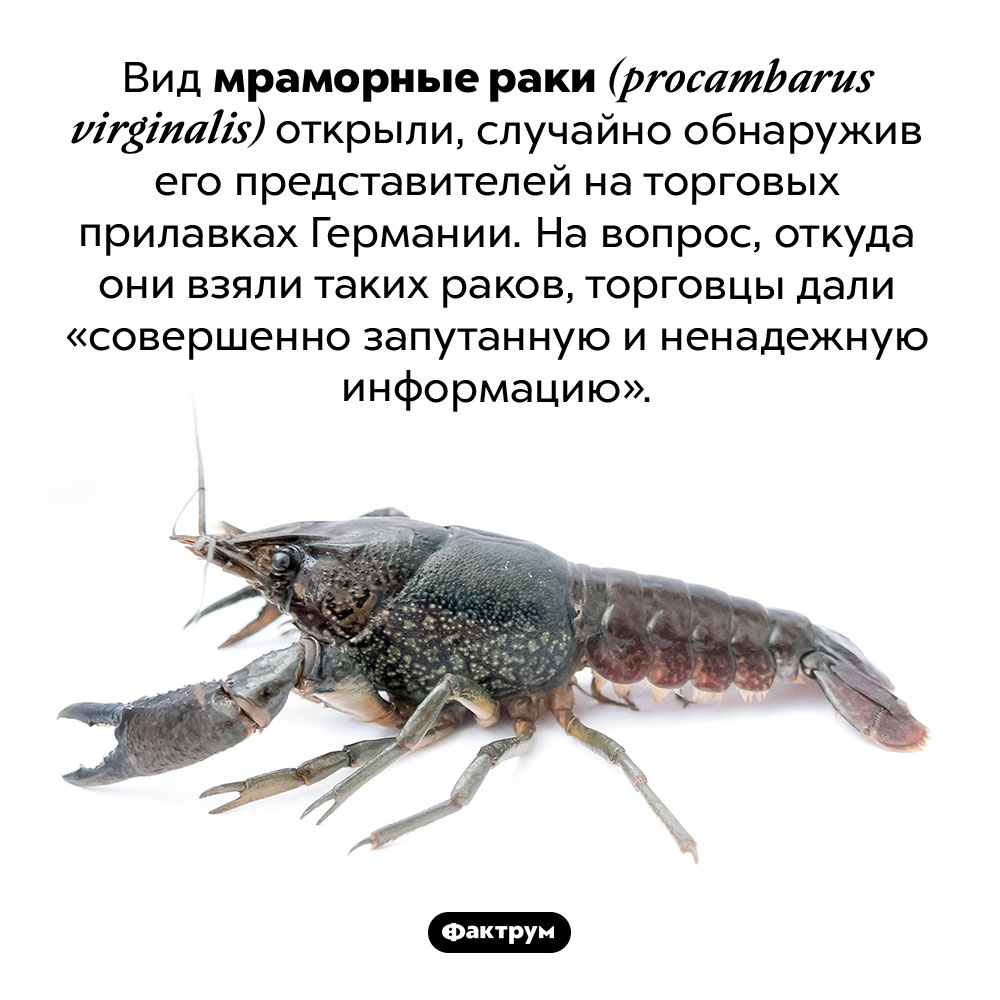 Загадочные мраморные раки. Вид мраморные раки <em>(procambarus virginalis)</em> открыли, случайно обнаружив его представителей на торговых прилавках Германии. На вопрос, откуда они взяли таких раков, торговцы дали «совершенно запутанную и ненадежную информацию».