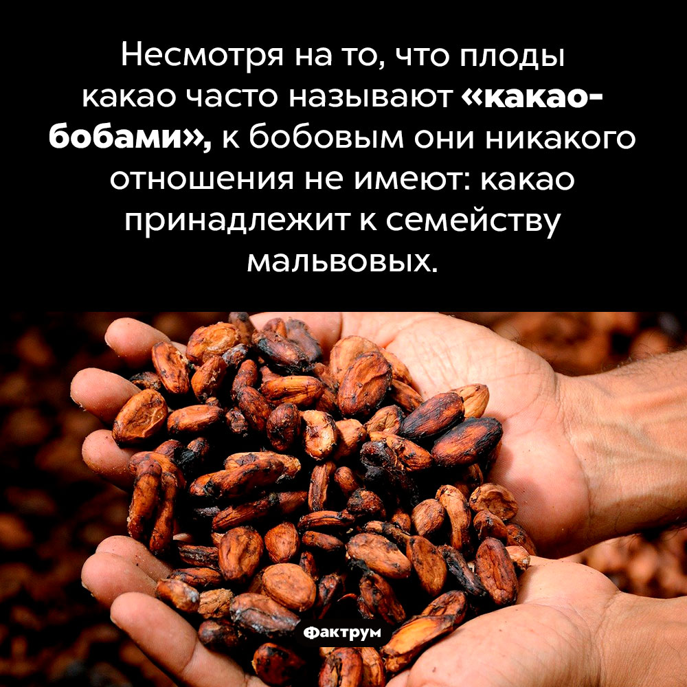 Какао — не бобы