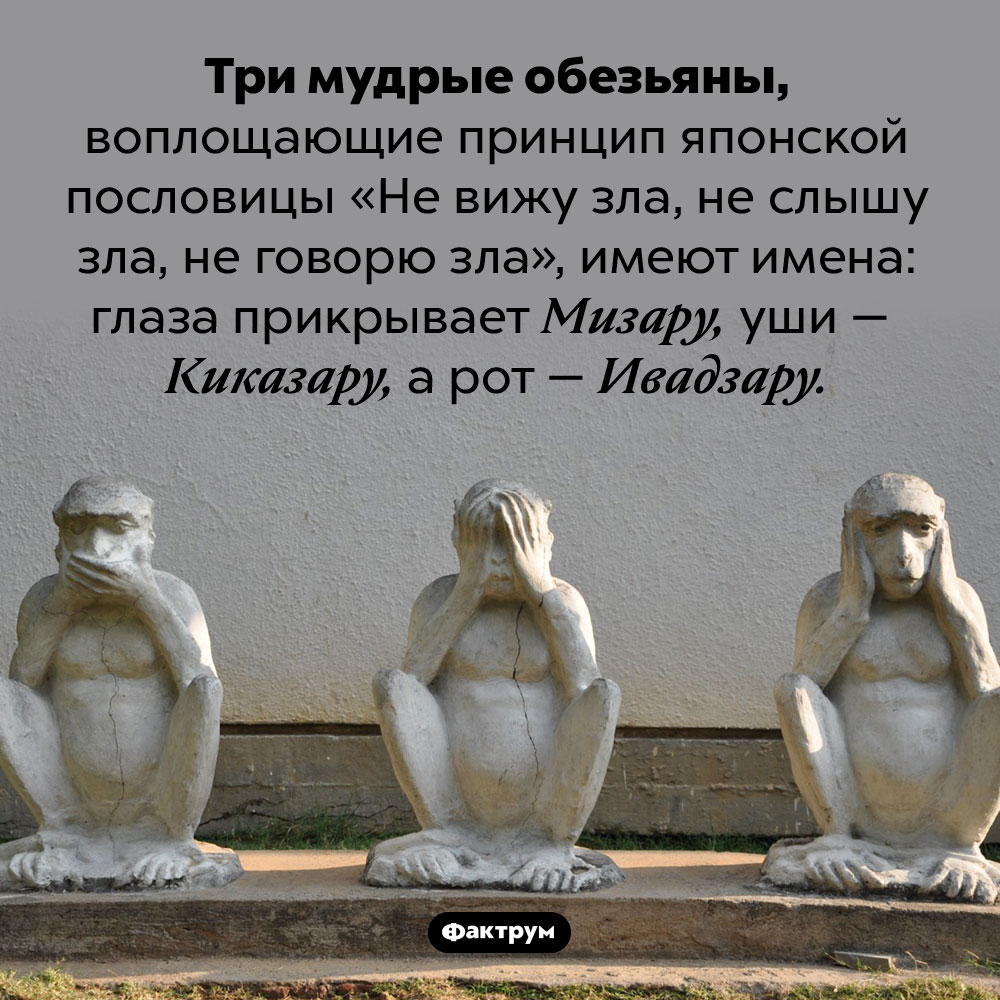 Имена трех мудрых обезьян. Три мудрые обезьяны, воплощающие принцип японской пословицы «Не вижу зла, не слышу зла, не говорю зла», имеют имена: глаза прикрывает Мизару, уши — Киказару, а рот — Ивадзару.