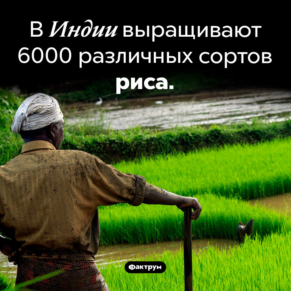Тысячи сортов риса. В Индии выращивают 6000 различных сортов риса.