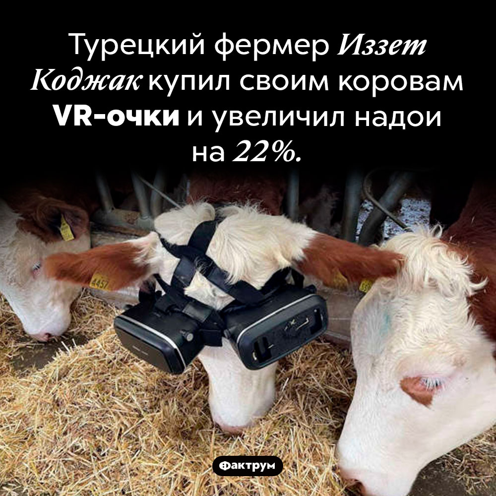 Коровы и VR-очки. Турецкий фермер Иззет Коджак купил своим коровам VR-очки и увеличил надои на 22%.