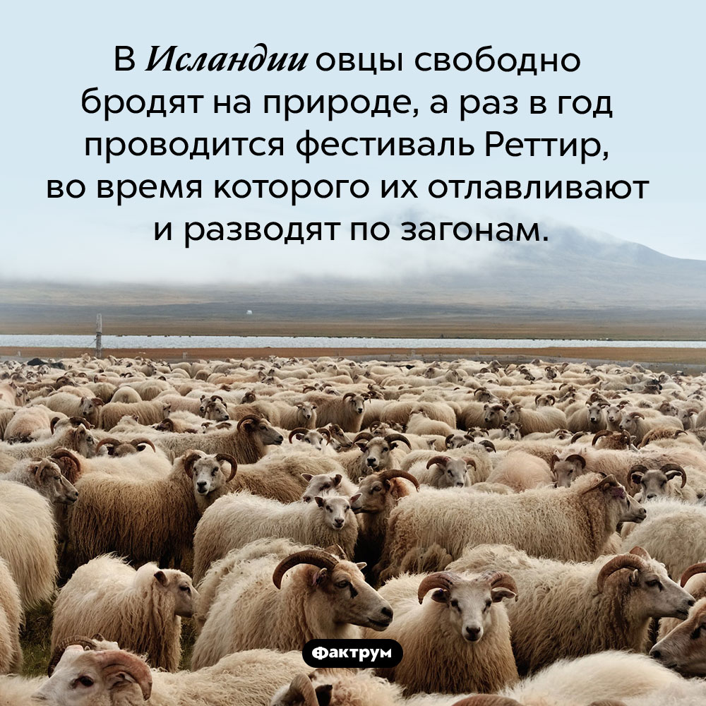 Свободные исландские овцы