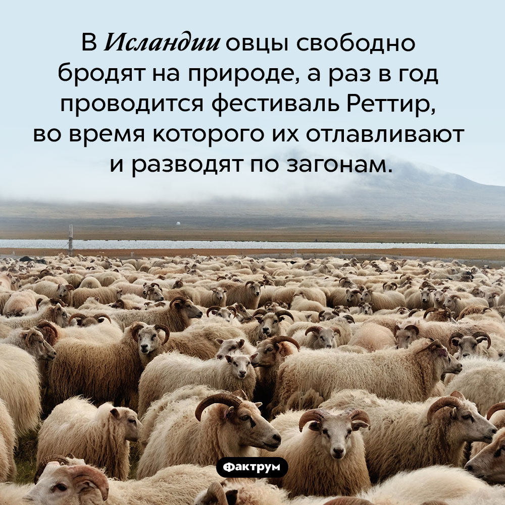 Свободные исландские овцы. В Исландии овцы свободно бродят на природе, а раз в год проводится фестиваль Реттир, во время которого их отлавливают и разводят по загонам.