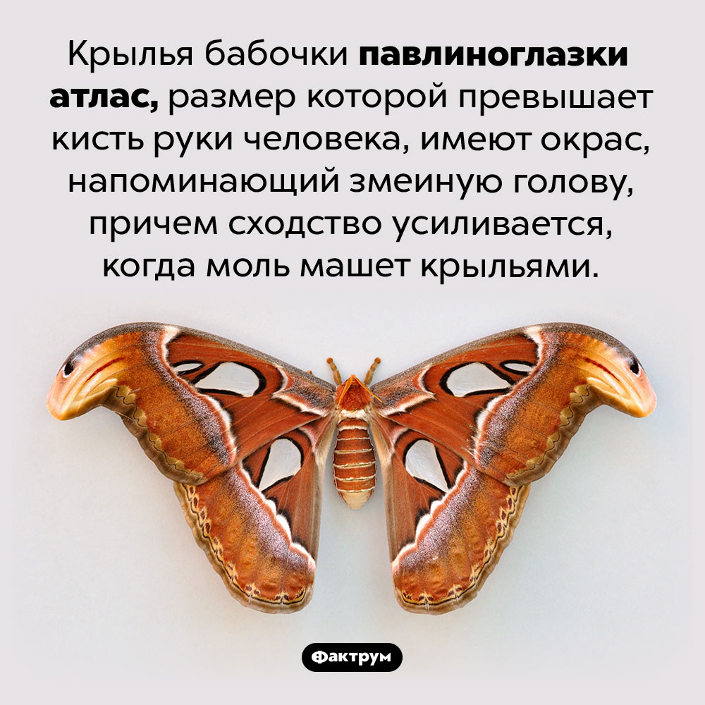 Бабочка со «змеиной головой». Крылья павлиноглазки атлас, размер которой превышает кисть руки человека, имеют окрас, напоминающий змеиную голову, причем сходство усиливается, когда моль машет крыльями.