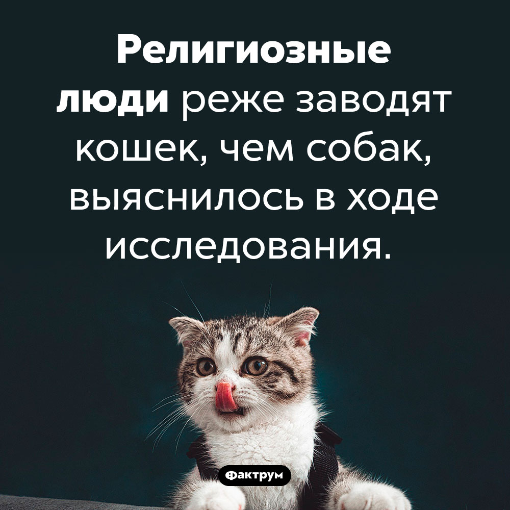 Верующие не жалуют кошек. Религиозные люди реже заводят кошек, чем собак, выяснилось в ходе исследования.