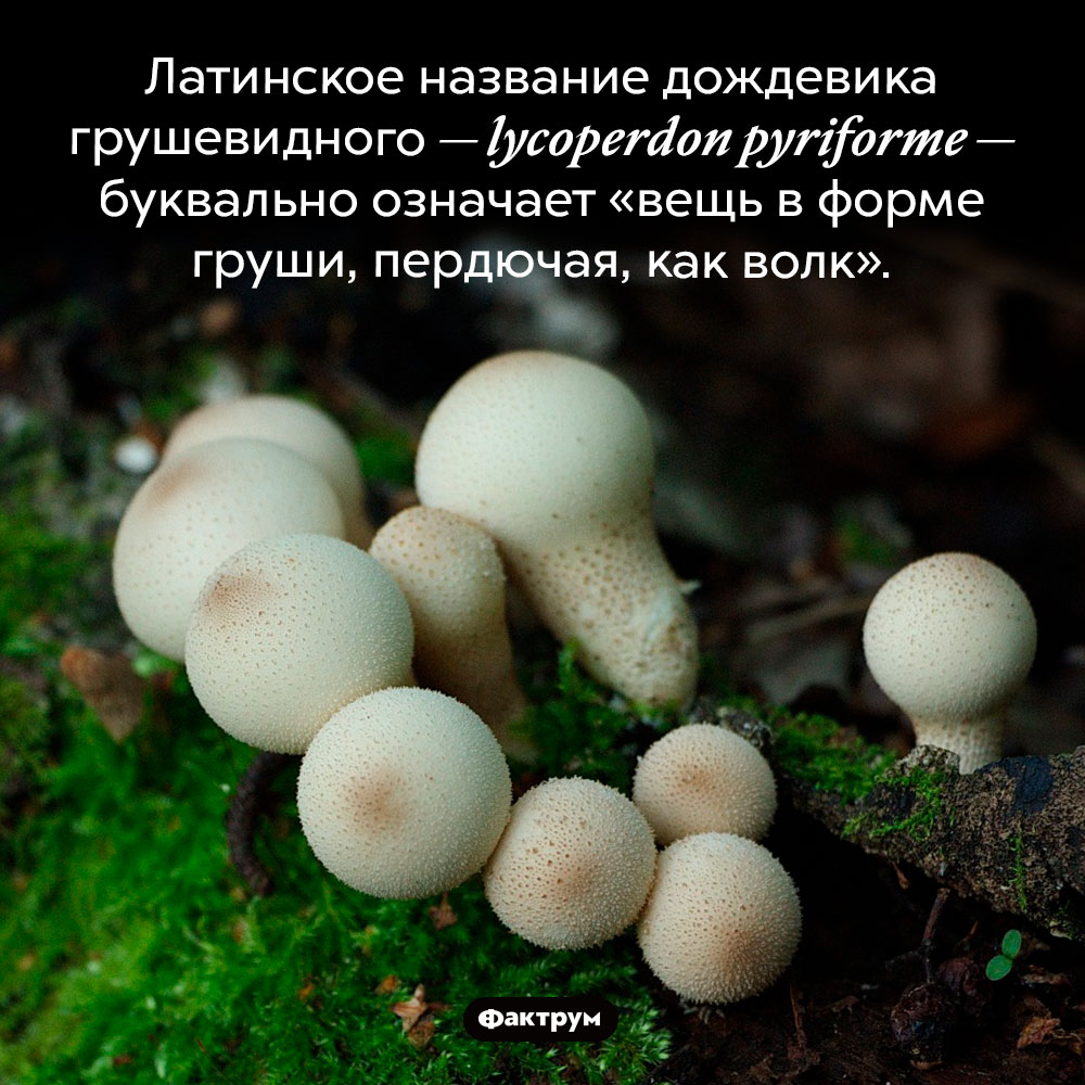 «Вещь в форме груши». Латинское название дождевика грушевидного — lycoperdon pyriforme — буквально означает «вещь в форме груши, пердючая, как волк».