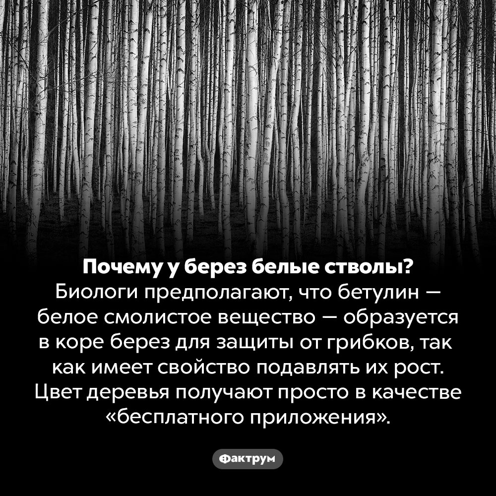 Почему у берез белые стволы. Почему у берез белые стволы? Биологи предполагают, что бетулин — белое смолистое вещество — образуется в коре берез для защиты от грибков, так как имеет свойство подавлять их рост. Цвет деревья получают просто в качестве «бесплатного приложения».