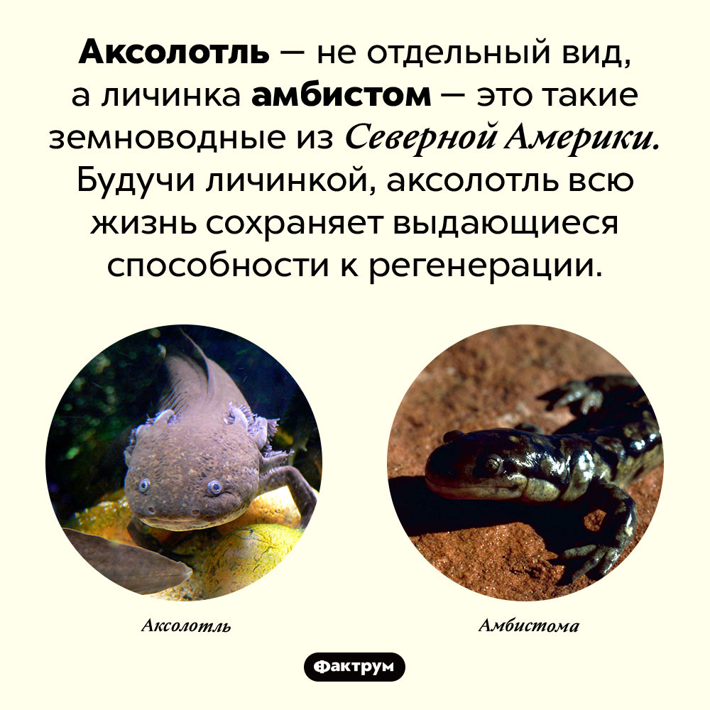 Аксолотль — это личинка. Аксолотль — не отдельный вид, а личинка амбистом — это такие земноводные из Северной Америки. Будучи личинкой, аксолотль всю жизнь сохраняет выдающиеся способности к регенерации.