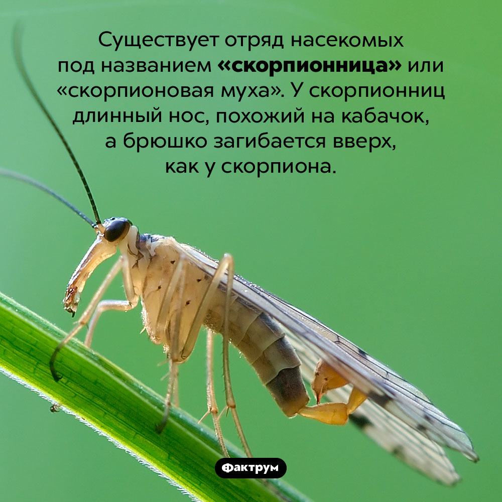 Скорпионовая муха