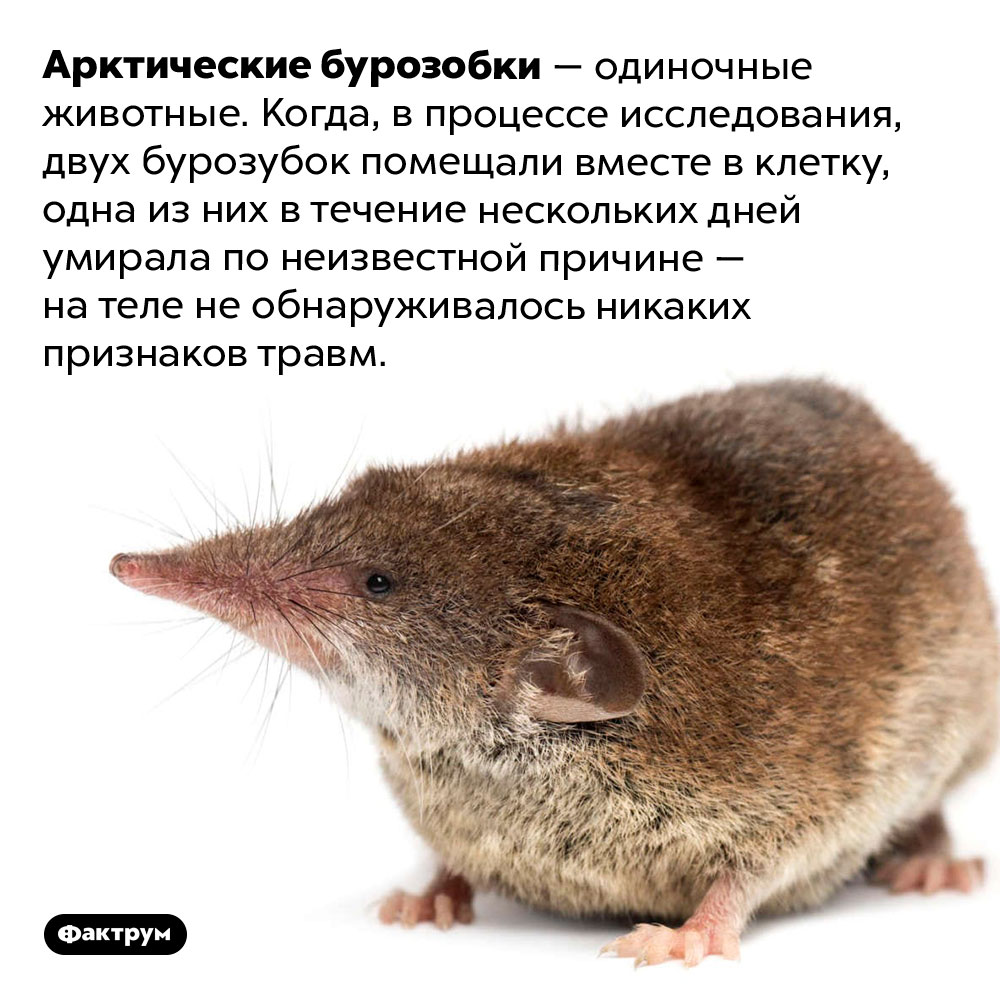 Очень одиночные бурозубки