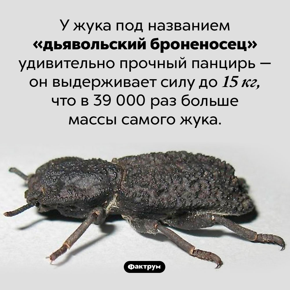 Дьявольский броненосец. У жука под названием «дьявольский броненосец» удивительно прочный панцирь — он выдерживает силу до 15 кг, что в 39 000 раз больше массы самого жука.