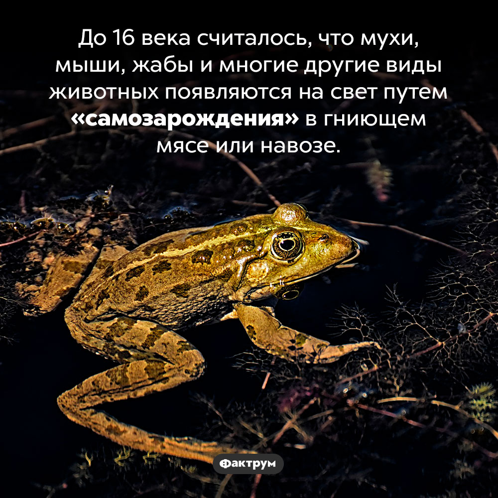 «Самозарождение» мышей и мух. До 16 века считалось, что мухи, мыши, жабы и многие другие виды животных появляются на свет путем «самозарождения» в гниющем мясе или навозе.