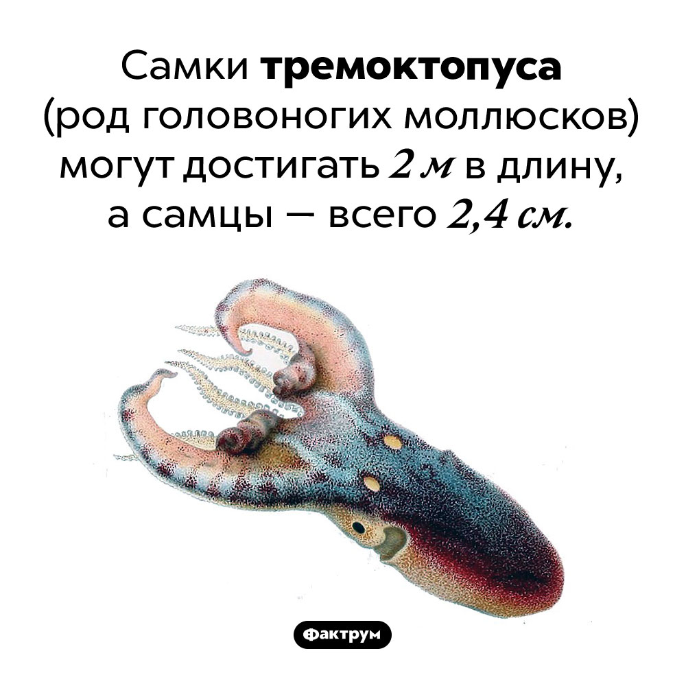 Самки тремоктопуса в тысячи раз больше самцов. Самки тремоктопуса (род головоногих моллюсков) могут достигать 2 м в длину, а самцы — всего 2,4 см.