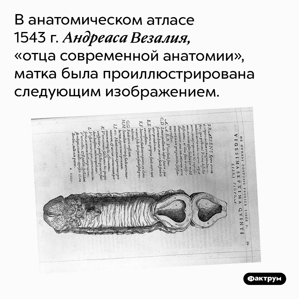 Матка из анатомического атласа 1543 года. В анатомическом атласе 1543 г. Андреаса Везалия, «отца современной анатомии», матка была проиллюстрирована следующим изображением.