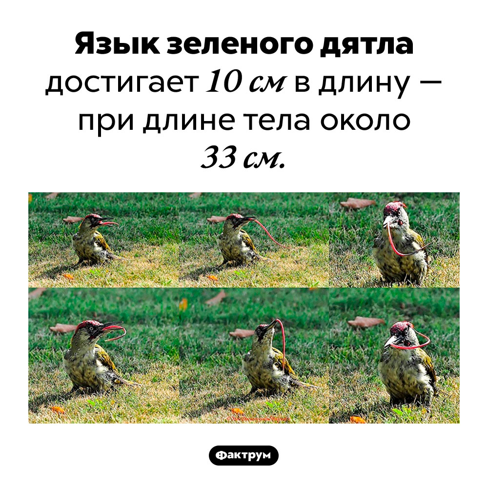 Очень языкастый дятел. Язык зеленого дятла достигает 10 см в длину — при длине тела около 33 см.