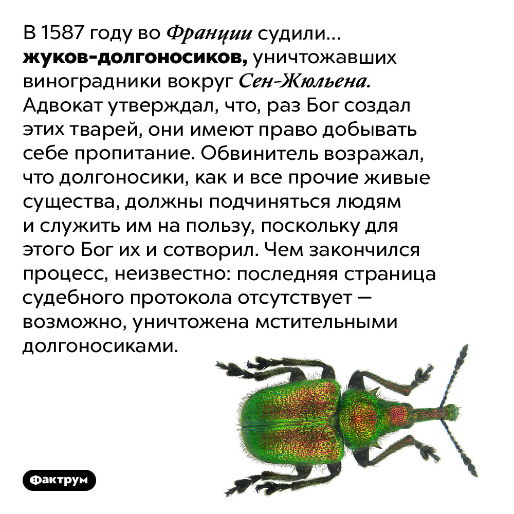Суд на долгоносиками. В 1587 году во Франции судили… жуков-долгоносиков, уничтожавших виноградники вокруг Сен-Жюльена. Адвокат утверждал, что, раз Бог создал этих тварей, они имеют право добывать себе пропитание. Обвинитель возражал, что долгоносики, как и все прочие живые существа, должны подчиняться людям и служить им на пользу, поскольку для этого Бог их и сотворил. Чем закончился процесс, неизвестно: последняя страница судебного протокола отсутствует — возможно, уничтожена мстительными долгоносиками.
