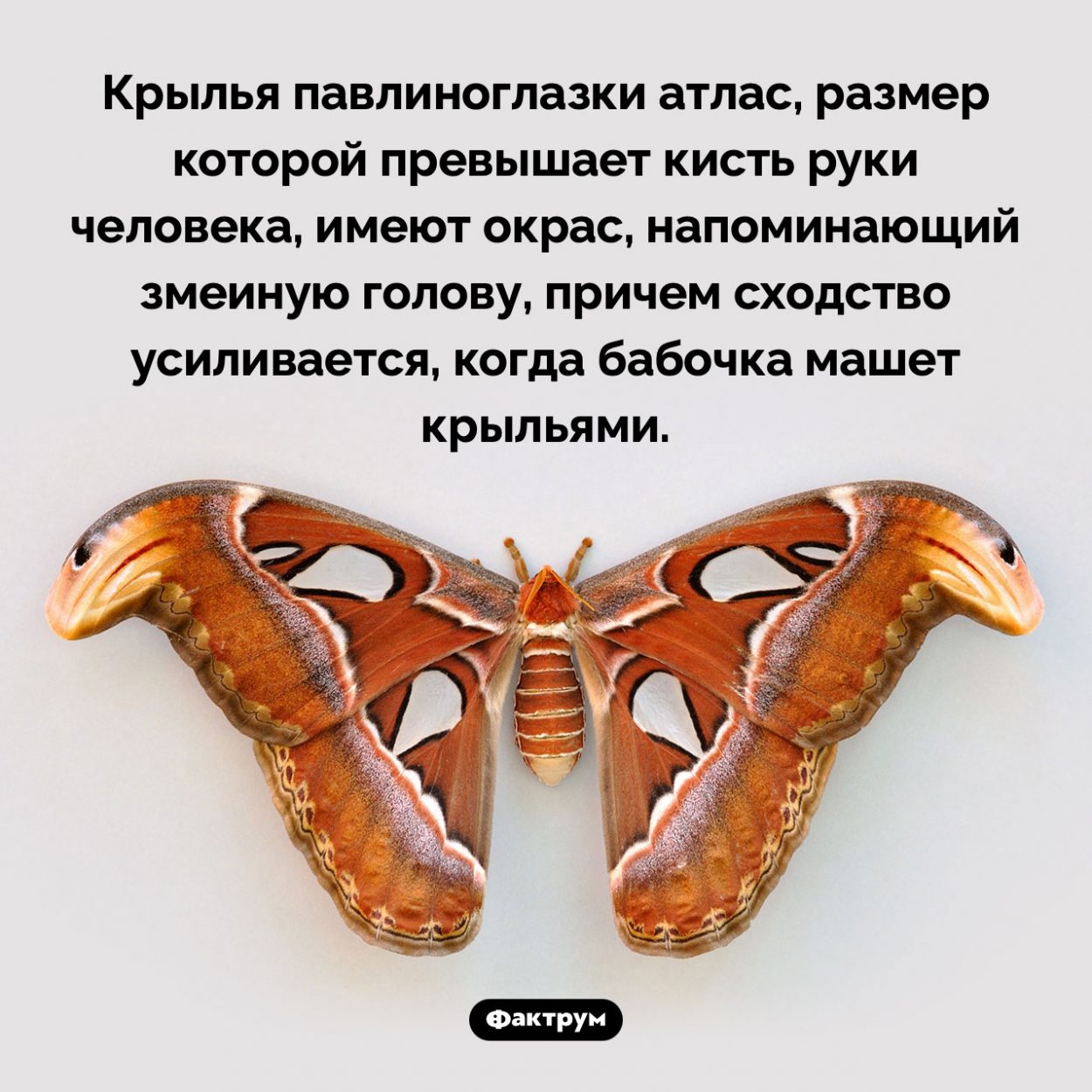 Бабочка со «змеиной головой». Крылья павлиноглазки атлас, размер которой превышает кисть руки человека, имеют окрас, напоминающий змеиную голову, причем сходство усиливается, когда бабочка машет крыльями.