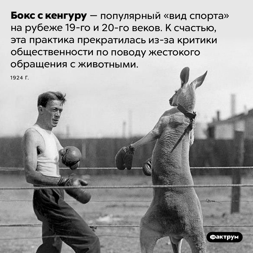 Бокс с кенгуру. Бокс с кенгуру — популярный «вид спорта» на рубеже 19-го и 20-го веков. К счастью, эта практика прекратилась из-за критики общественности по поводу  жестокого обращения с животными. 1924 год.

