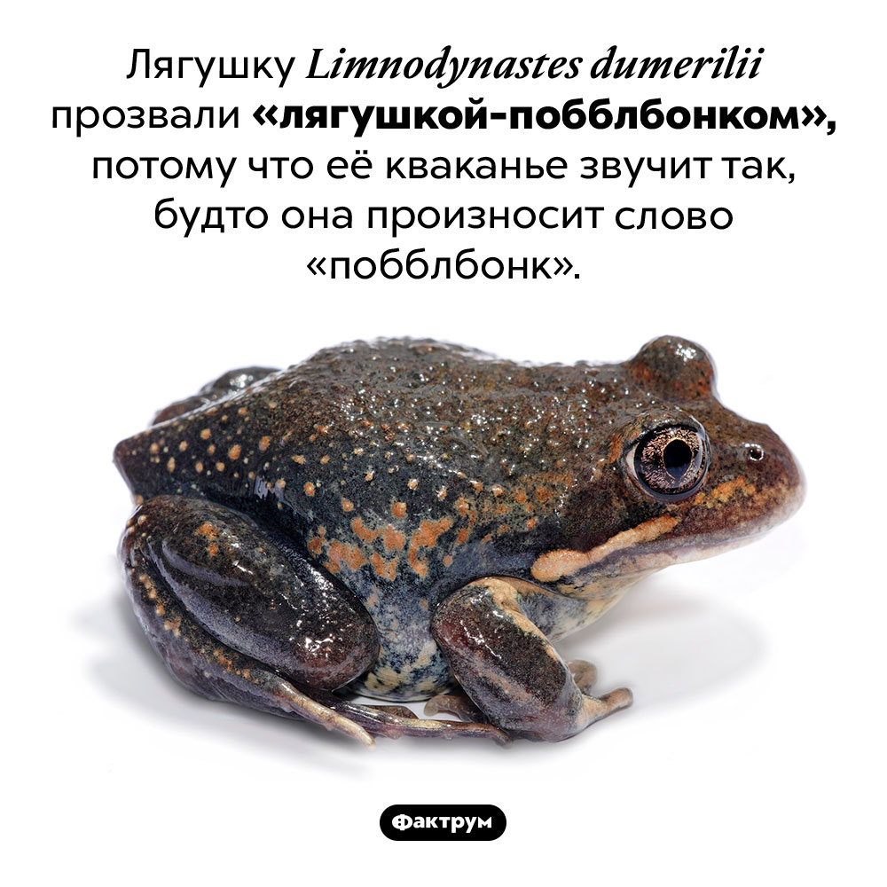 Лягушка-побблбонк. Лягушку <em>Limnodynastes dumerilii</em> прозвали «лягушкой-побблбонком», потому что её кваканье звучит так, будто она произносит слово «побблбонк».