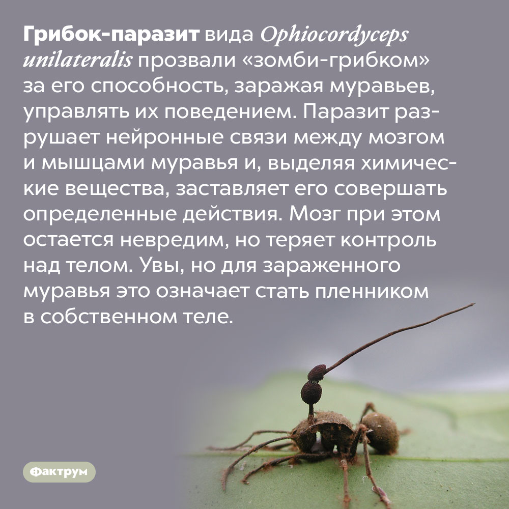 Пленники в собственном теле. Грибок-паразит вида <em>Ophiocordyceps unilateralis</em> прозвали «зомби-грибком» за его способность, заражая муравьев, управлять их поведением. Паразит разрушает нейронные связи между мозгом и мышцами муравья и, выделяя химические вещества, заставляет его совершать определенные действия. Мозг при этом остается невредим, но теряет контроль над телом. Увы, но для зараженного муравья это означает стать пленником в собственном теле.