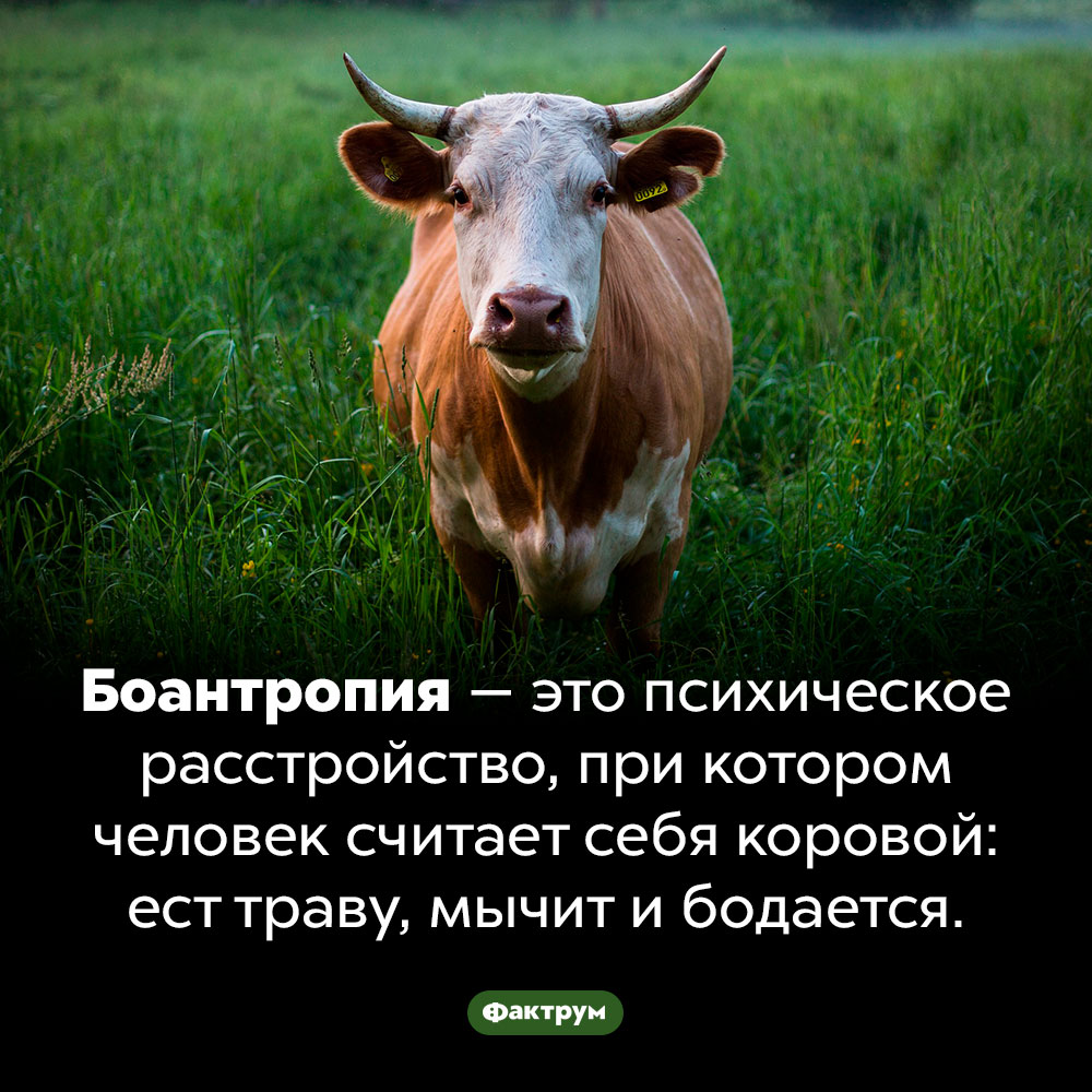 Что такое «боантропия». Боантропия  — это психическое расстройство, при котором человек считает себя коровой: ест траву, мычит и бодается.
