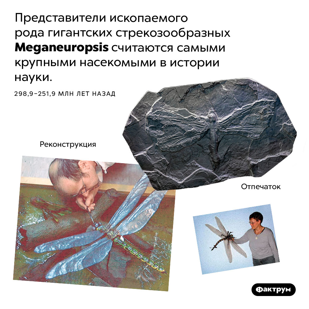 Гигантские стрекозы