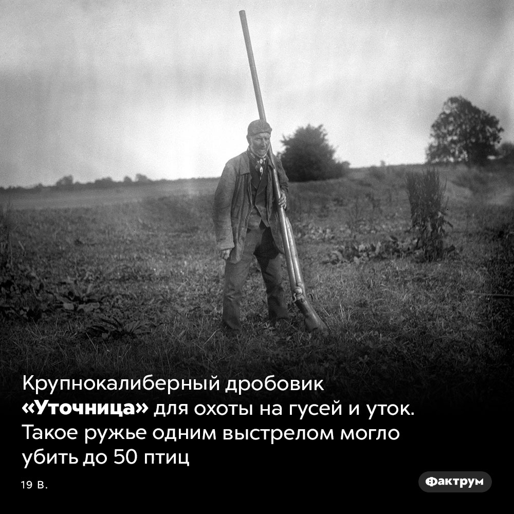Дробовик «Уточница». Крупнокалиберный дробовик «Уточница» для охоты на гусей и уток. Такое ружье одним выстрелом могло убить до 50 птиц. 19 век.