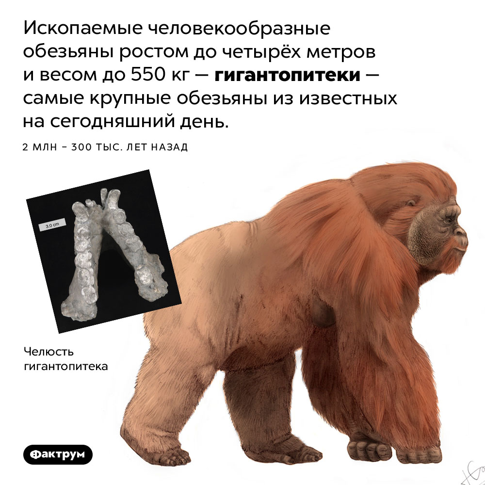 Гигантопитеки. Ископаемые человекообразные обезьяны ростом до четырёх метров и весом до 550 кг — гигантопитеки — самые крупные обезьяны из известных на сегодняшний день. 2 млн – 300 тыс. лет назад.