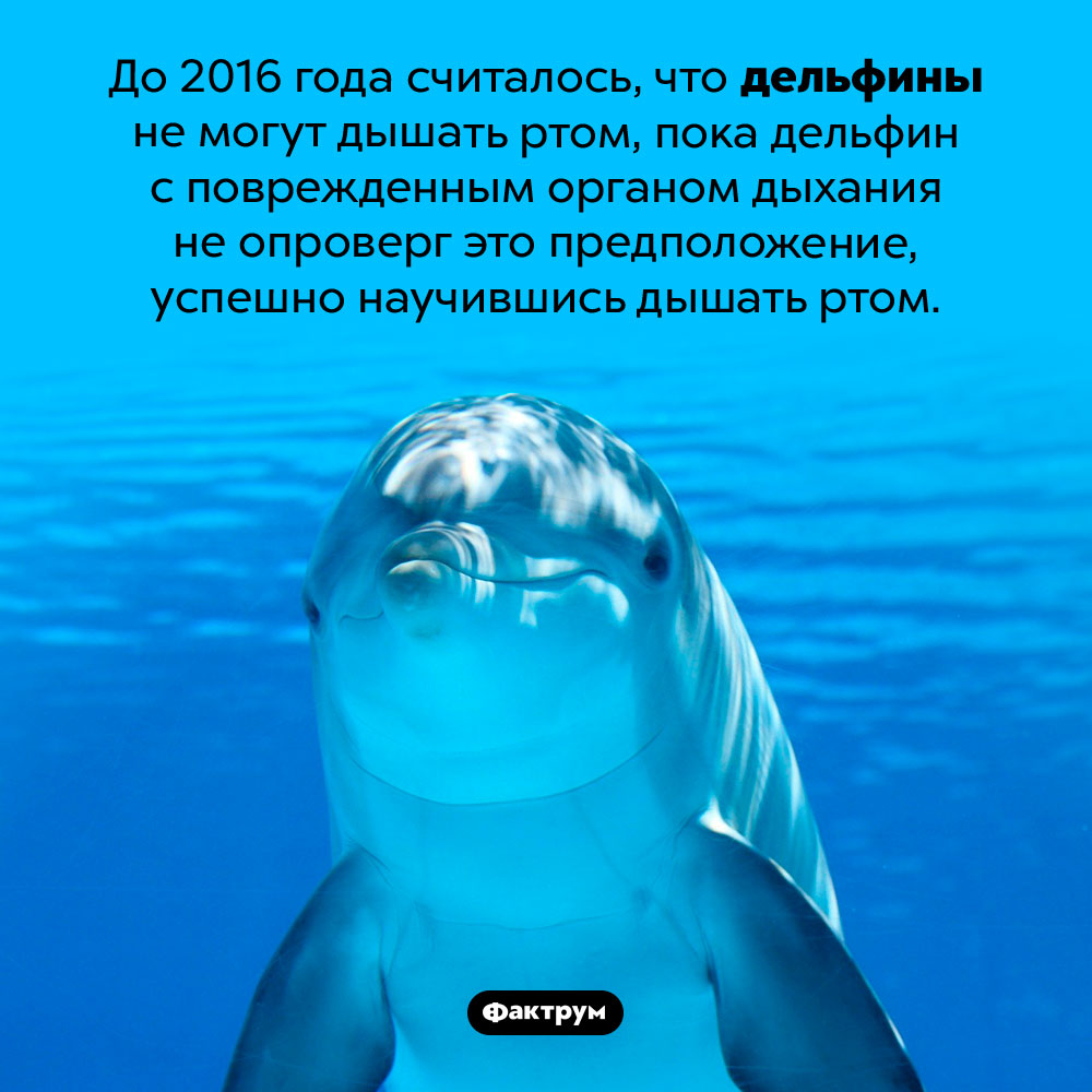 Дельфины могут дышать ртом