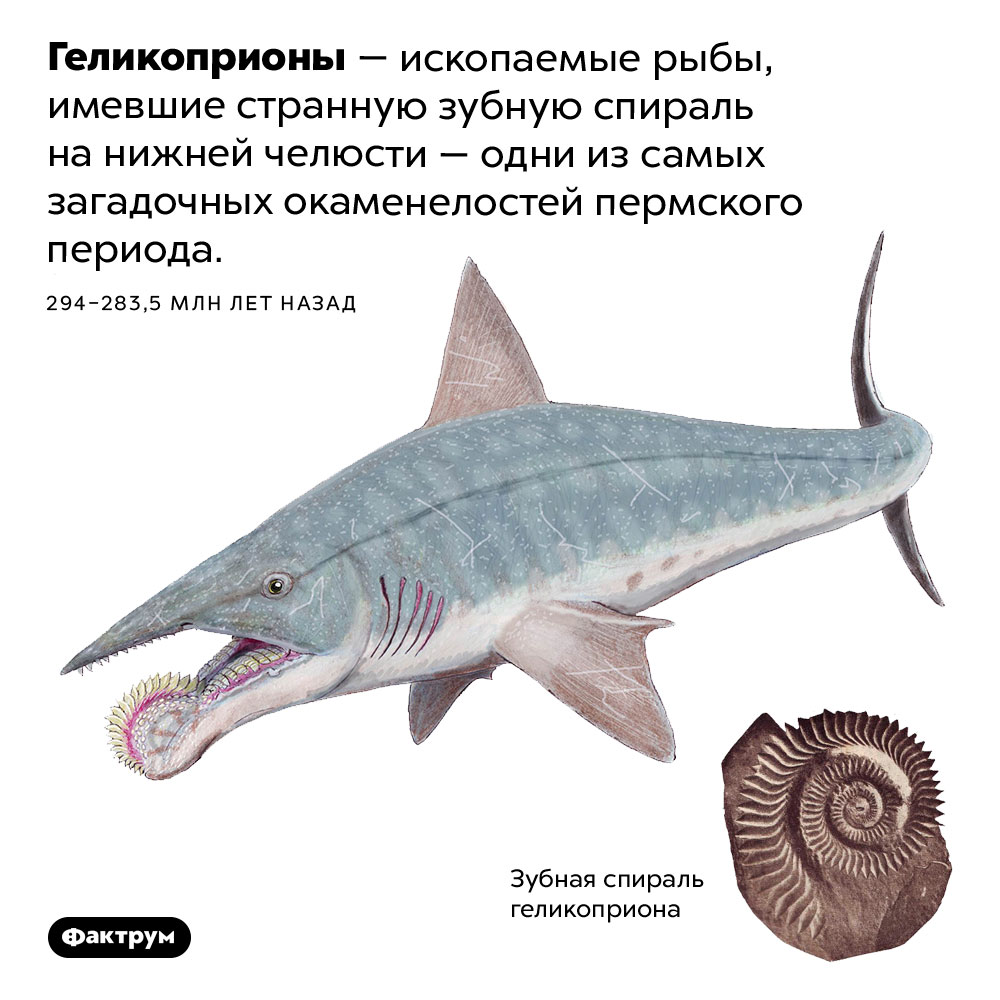 Геликоприоны. Геликоприоны — ископаемые рыбы, имевшие странную зубную спираль на нижней челюсти — одни из самых загадочных окаменелостей пермского периода. 294 – 283,5 млн лет назад.
