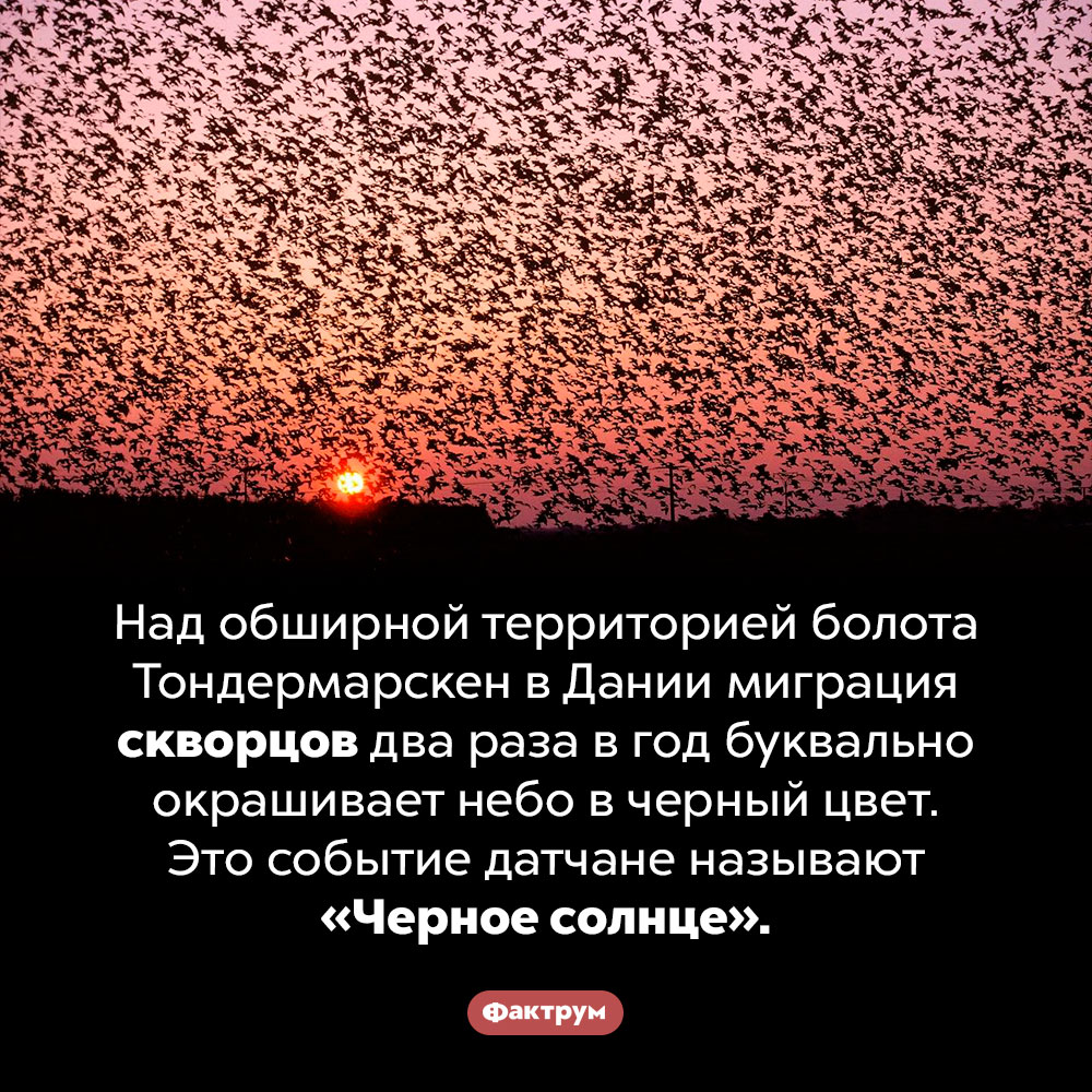 «Черное солнце». Над обширной территорией болота Тондермарскен в Дании миграция скворцов два раза в год буквально окрашивает небо в черный цвет. Это событие датчане называют «Черное солнце».