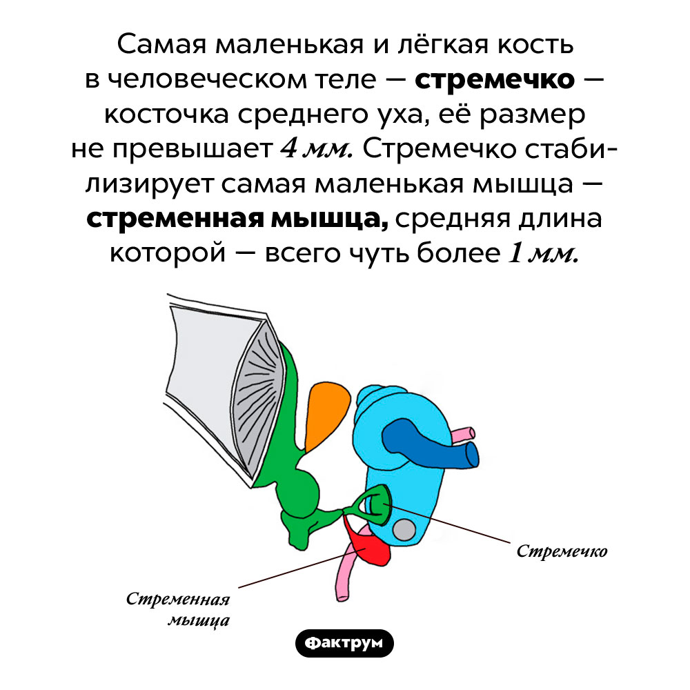 Самые маленькие кость и мышца в человеческом теле. Самая маленькая и лёгкая кость в человеческом теле — стремечко — косточка среднего уха, её размер не превышает 4 мм. Стремечко стабилизирует самая маленькая мышца — стременная мышца, средняя длина которой — всего чуть более 1 мм.