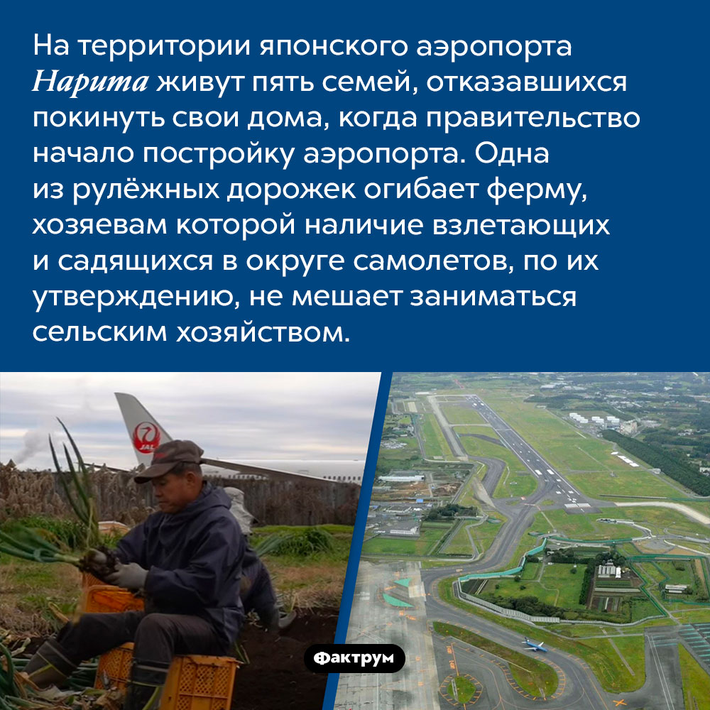 Сельское хозяйство в аэропорту. На территории японского аэропорта Нарита живут пять семей, отказавшихся покинуть свои дома, когда правительство начало постройку аэропорта. Одна из взлетно-посадочных полос огибает ферму, хозяевам которой наличие взлетающих и садящихся в округе самолетов, по их утверждению, не мешает заниматься сельским хозяйством.