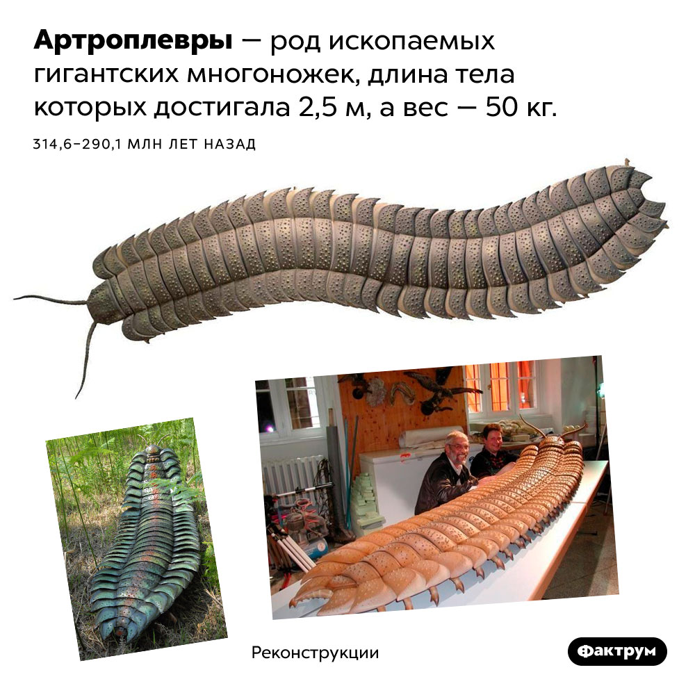 Артроплевры. Артроплевры — род ископаемых гигантских многоножек, длина тела которых достигала 2,5 м, а вес — 50 кг. 314,6 – 290,1 млн лет назад.