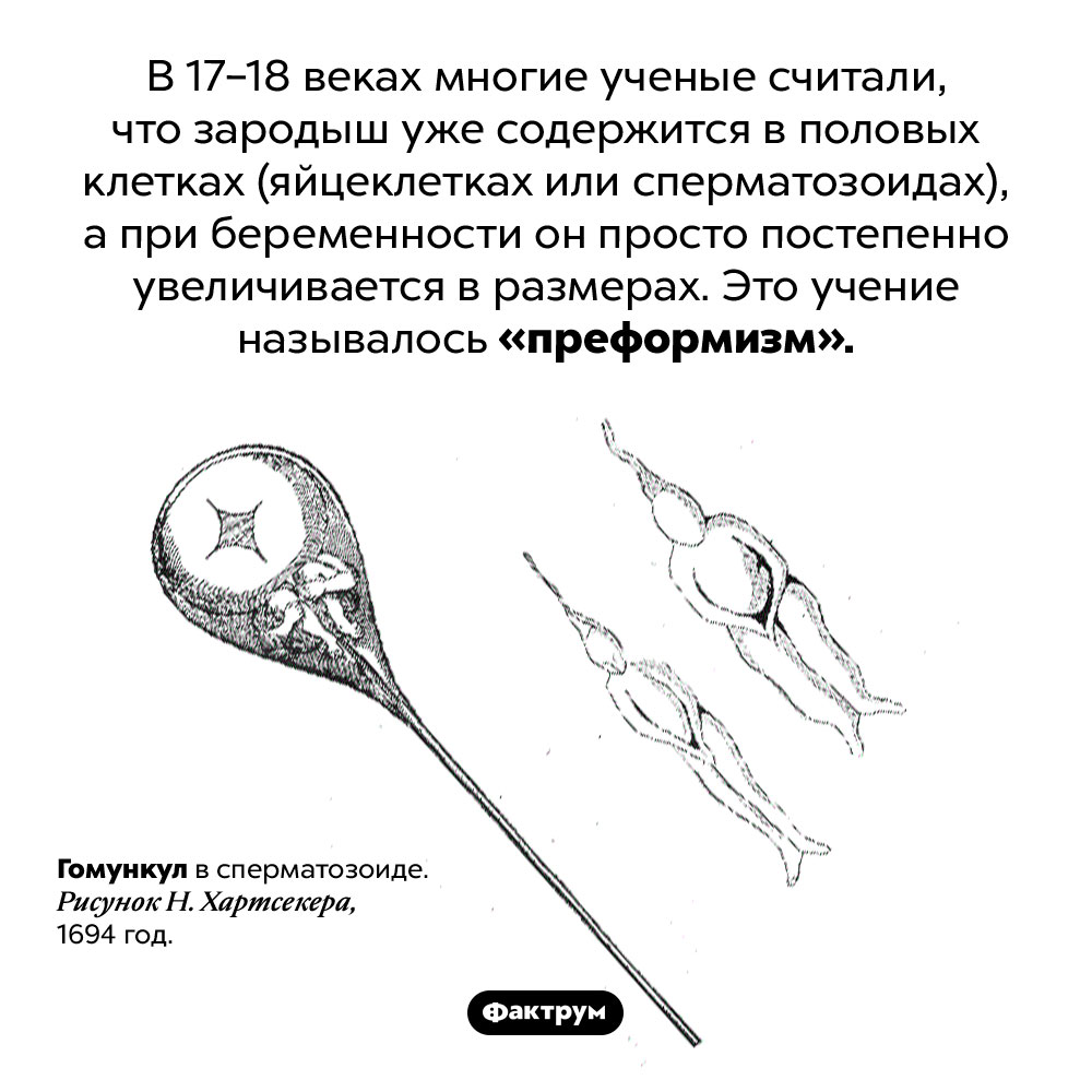 Что такое «преформизм». В 17–18 веках многие ученые считали, что зародыш уже содержится в половых клетках (яйцеклетках или сперматозоидах), а при беременности он просто постепенно увеличивается в размерах. Это учение называлось «преформизм».