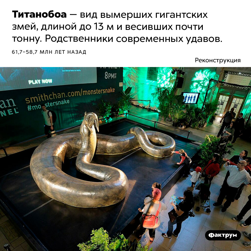 Титанобоа. Титанобоа — вид вымерших гигантских змей, длиной до 13 м и весивших почти тонну. Родственники современных удавов. 61,7 – 58,7 млн лет назад.