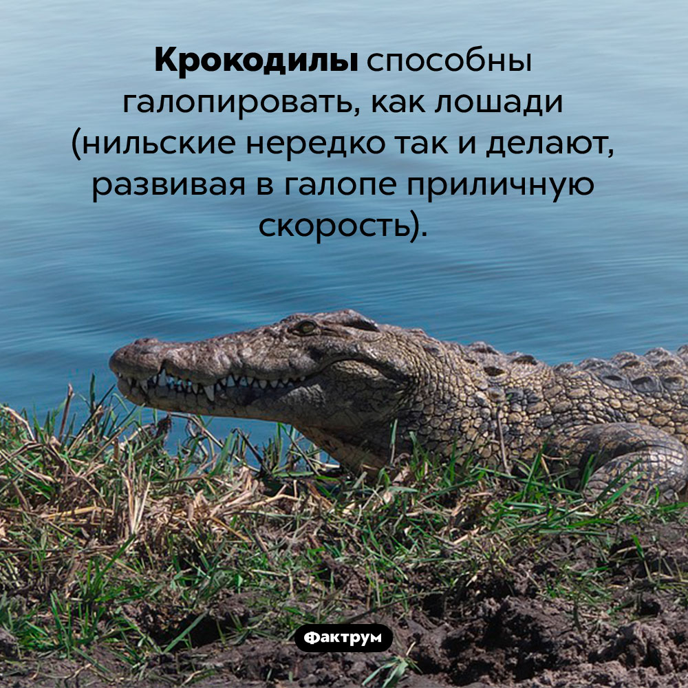 Крокодилы умеют скакать галопом. Крокодилы способны галопировать, как лошади (нильские нередко так и делают, развивая в галопе приличную скорость).