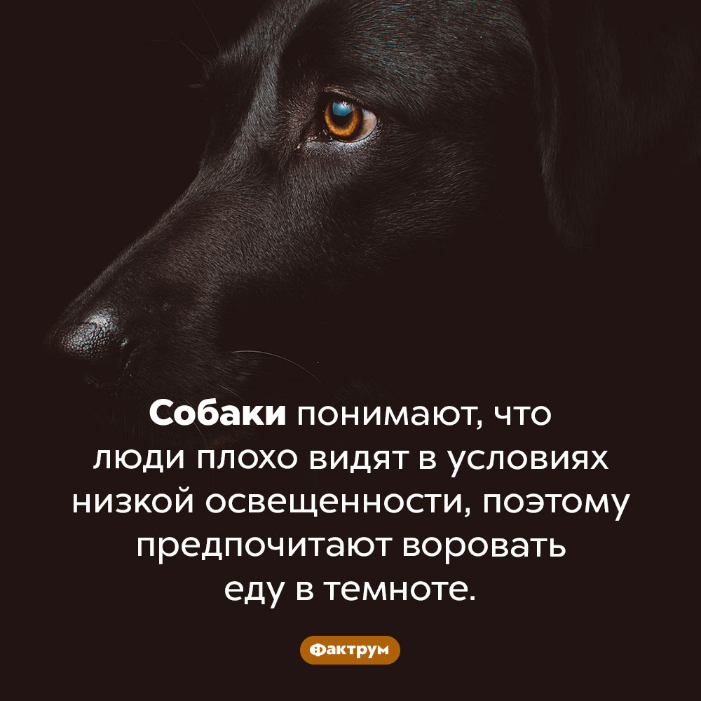 С точки зрения человека. Собаки понимают, что люди плохо видят в условиях низкой освещенности, поэтому предпочитают воровать еду в темноте.