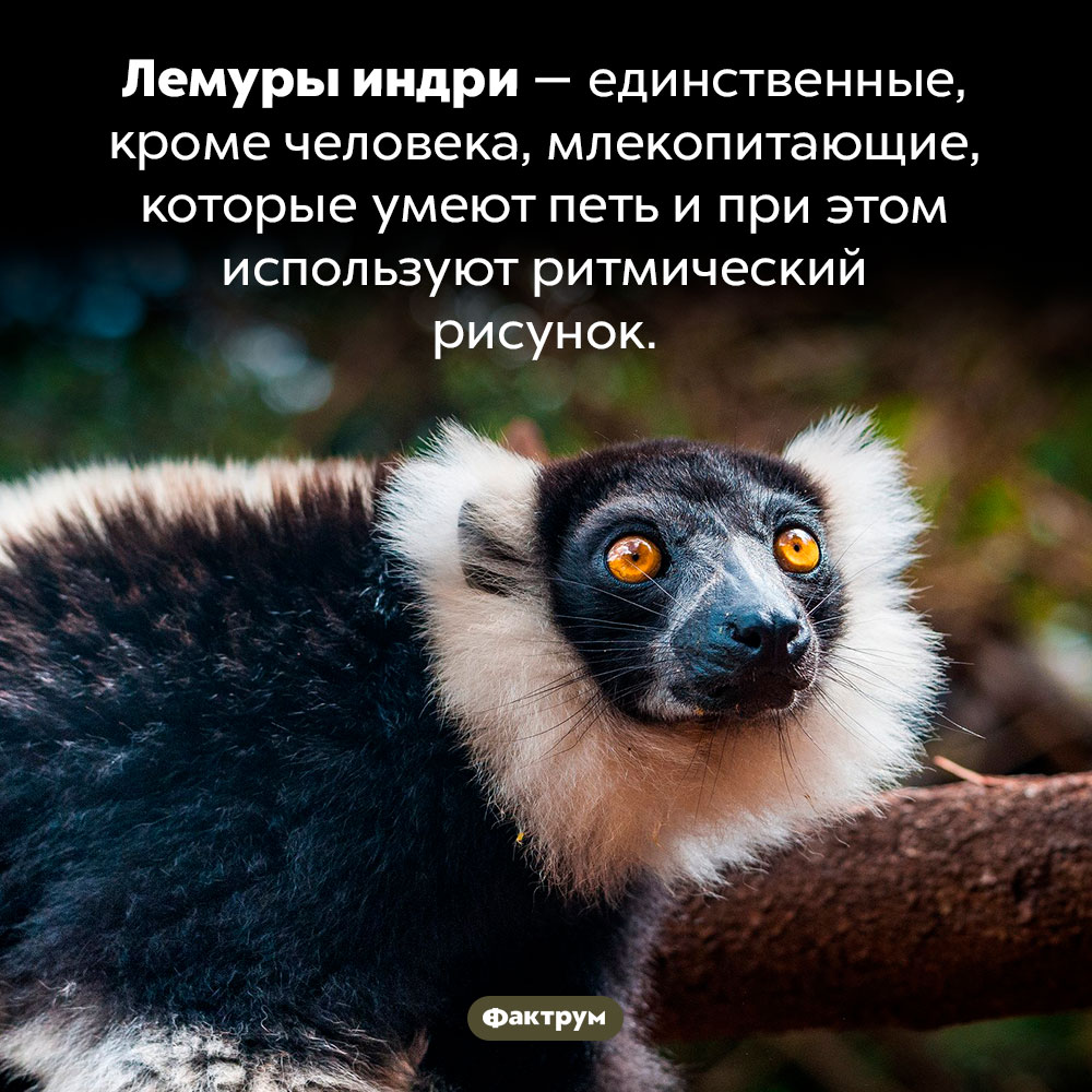 У лемуров индри есть чувство ритма. Лемуры индри — единственные, кроме человека, млекопитающие, которые умеют петь и при этом используют ритмический рисунок.