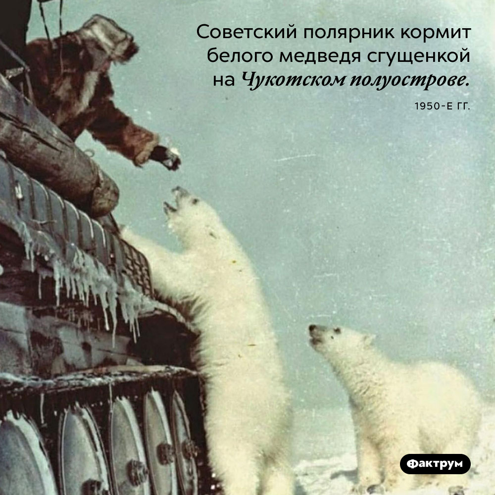 Белый медведь и сгущенка. Советский полярник кормит белого медведя сгущенкой на Чукотском полуострове. 1950-е годы.