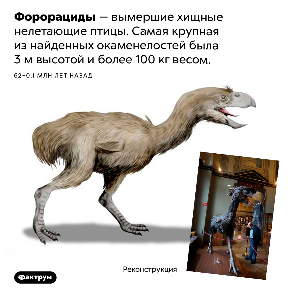 Форорациды. Форорациды — вымершие хищные нелетающие птицы. Самая крупная из найденных окаменелостей была 3 м высотой и более 100 кг весом. 62 – 0,1 млн лет назад.
