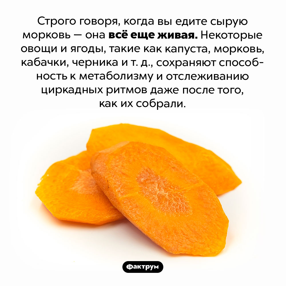 Сырая морковь все ещё жива. Строго говоря, когда вы едите сырую морковь — она всё еще живая. Некоторые овощи и ягоды, такие как капуста, морковь, кабачки, черника и т. д., сохраняют способность к метаболизму и отслеживанию циркадных ритмов даже после того, как их собрали.