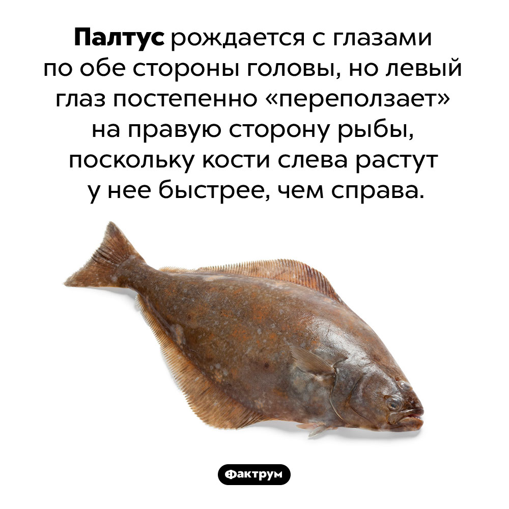 Мигрирующий глаз палтуса. Палтус рождается с глазами по обе стороны головы, но левый глаз постепенно «переползает» на правую сторону рыбы, поскольку кости слева растут у нее быстрее, чем справа.