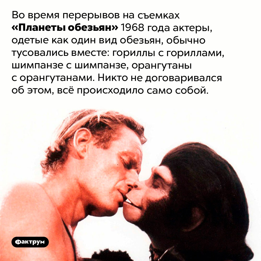 Разные виды на «Планете обезьян». Во время перерывов на съемках «Планеты обезьян» 1968 года актеры, одетые как один вид обезьян, обычно тусовались вместе: гориллы с гориллами, шимпанзе с шимпанзе, орангутаны с орангутанами. Никто не договаривался об этом, всё происходило само собой.  