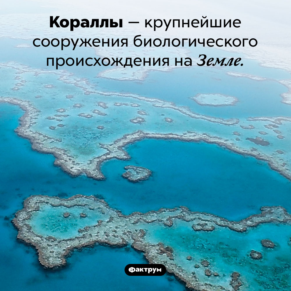 Крупнейшие сооружения биологического происхождения. Кораллы — крупнейшие сооружения биологического происхождения на Земле.