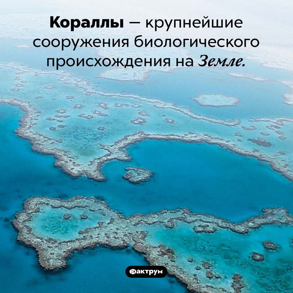 Крупнейшие сооружения биологического происхождения