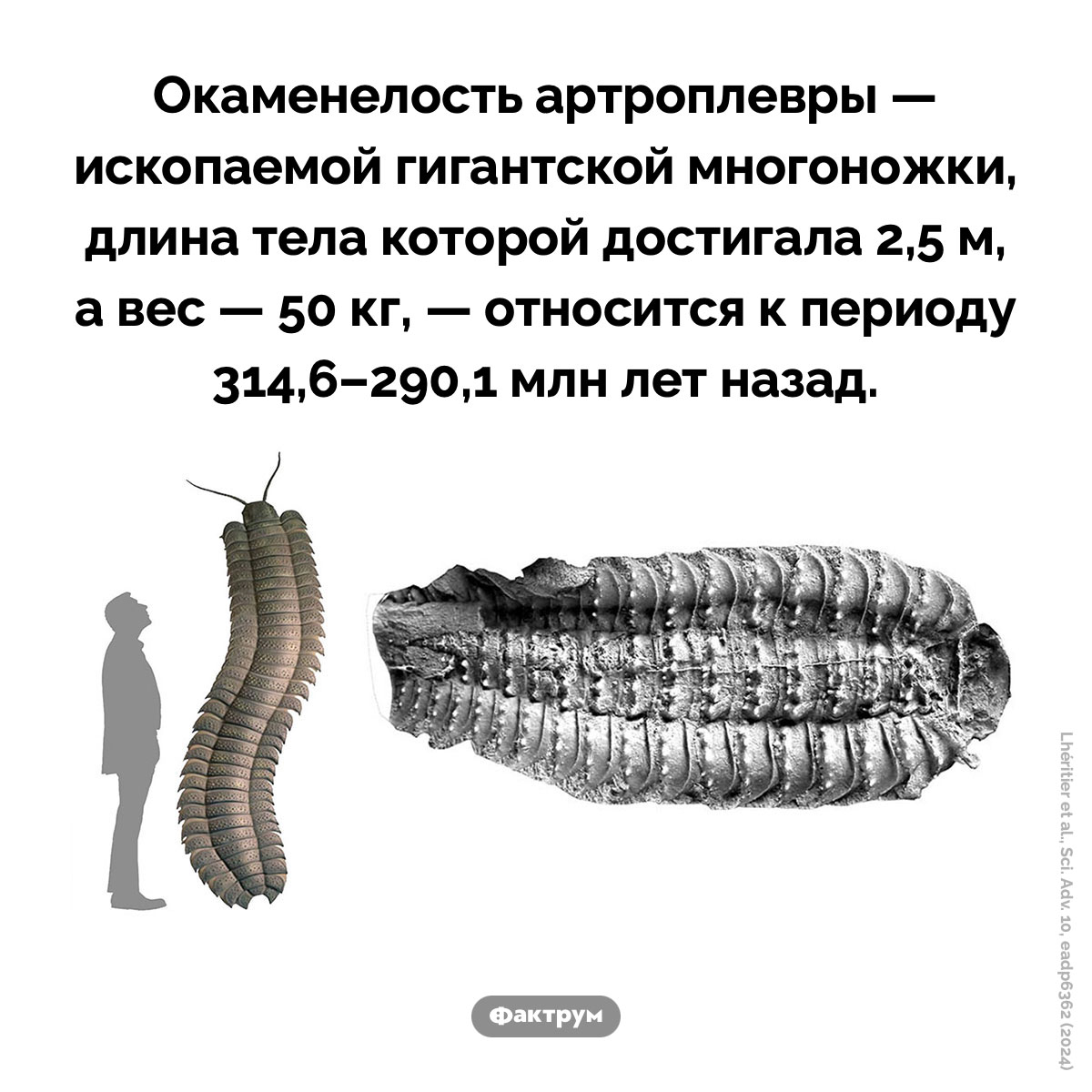 Артроплевры. Окаменелость артроплевры — ископаемой гигантской многоножки, длина тела которой достигала 2,5 м, а вес — 50 кг, — относится к периоду 314,6–290,1 млн лет назад.