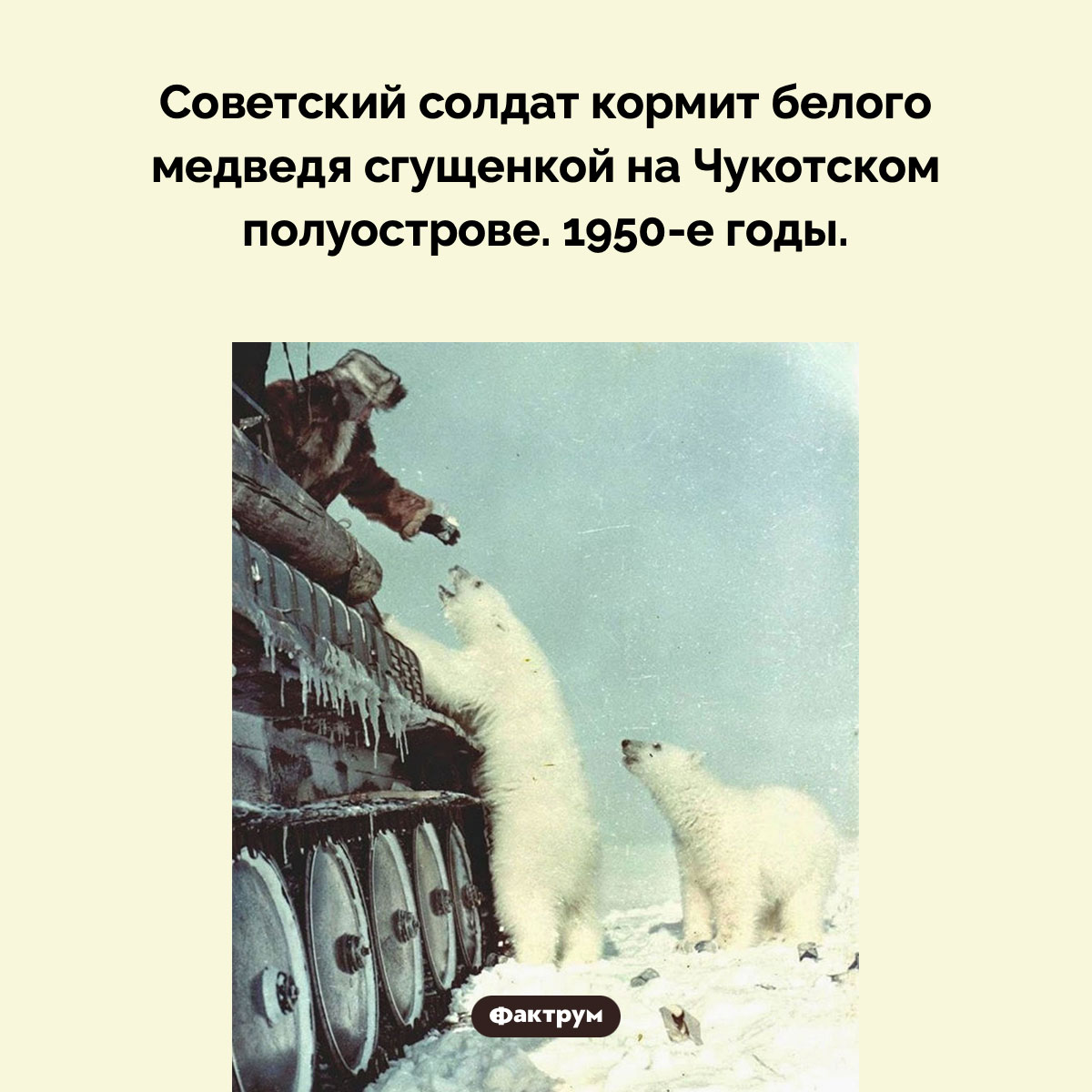 Белый медведь и сгущенка. Советский солдат кормит белого медведя сгущенкой на Чукотском полуострове. 1950-е годы.