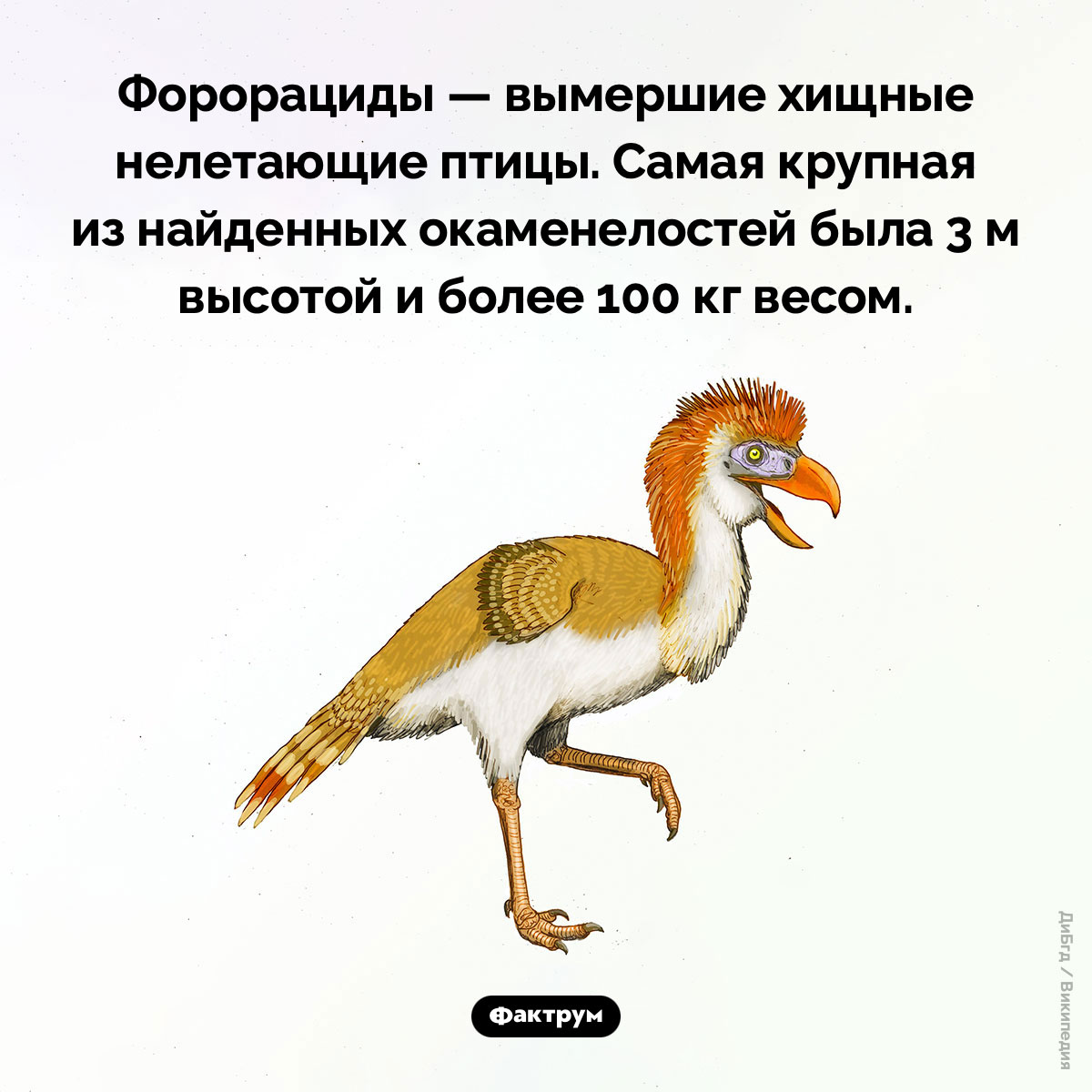 Форорациды. Форорациды — вымершие хищные нелетающие птицы. Самая крупная из найденных окаменелостей была 3 м высотой и более 100 кг весом.